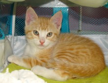 [picture of Simba, a Domestic Short Hair orange/white\ cat] 