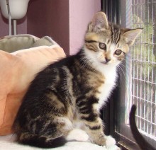 [another picture of Snibbernoodles, a Domestic Short Hair classic tabby/white\ cat] 