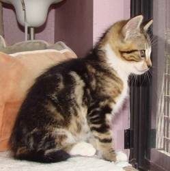 [picture of Snibbernoodles, a Domestic Short Hair classic tabby/white cat]