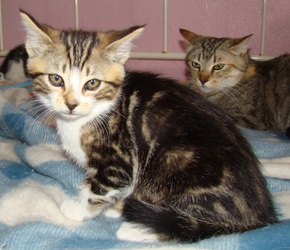 [picture of Snibbernoodles, a Domestic Short Hair classic tabby/white cat]