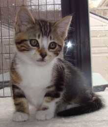 [picture of Snibbernoodles, a Domestic Short Hair classic tabby/white\ cat] 