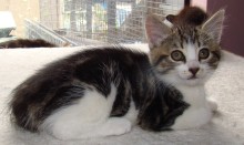 [another picture of Snickerdoodles, a Domestic Short Hair classic tabby/white\ cat] 