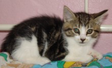 [picture of Snickerdoodles, a Domestic Short Hair classic tabby/white\ cat] 