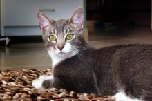 [another picture of Taffy, a Domestic Short Hair gray tabby/white\ cat] 