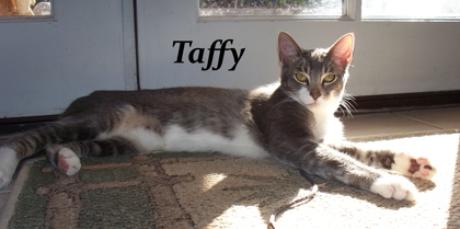 [picture of Taffy, a Domestic Short Hair gray tabby/white cat]