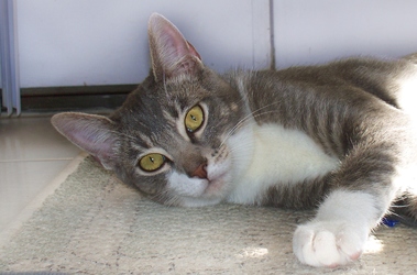 [picture of Taffy, a Domestic Short Hair gray tabby/white cat]