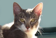 [picture of Taffy, a Domestic Short Hair gray tabby/white\ cat] 