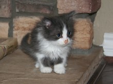 [another picture of Nermal, a Domestic Medium Hair gray/white\ cat] 