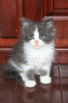 [picture of Nermal, a Domestic Medium Hair gray/white\ cat] 