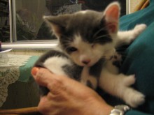 [another picture of Chloe, a Domestic Short Hair gray/white\ cat] 