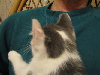 [picture of Chloe, a Domestic Short Hair gray/white cat]