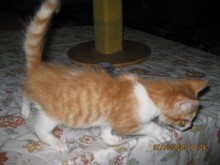 [another picture of Tim, a Domestic Short Hair orange tabby/white\ cat] 