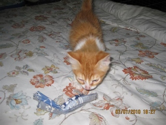 [picture of Tim, a Domestic Short Hair orange tabby/white cat]
