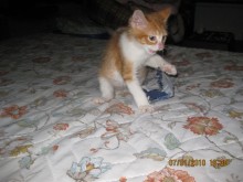 [picture of Tim, a Domestic Short Hair orange tabby/white\ cat] 