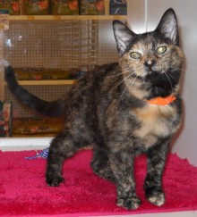 [another picture of Coco, a Domestic Short Hair tortoiseshell\ cat] 