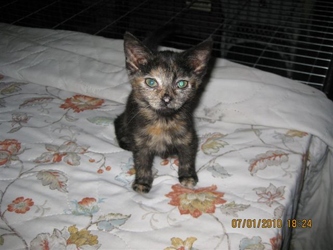 [picture of Coco, a Domestic Short Hair tortoiseshell cat]