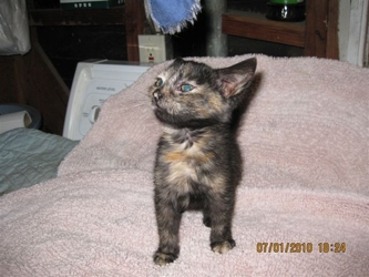 [picture of Coco, a Domestic Short Hair tortoiseshell cat]