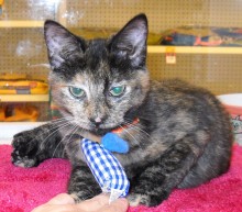 [picture of Coco, a Domestic Short Hair tortoiseshell\ cat] 
