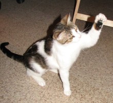 [another picture of Giselle, a Domestic Short Hair white/tabby\ cat] 