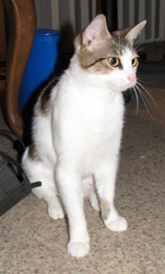 [picture of Giselle, a Domestic Short Hair white/tabby cat]