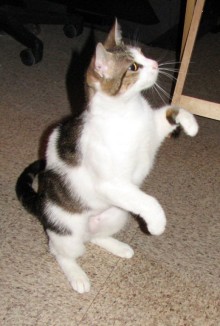 [picture of Giselle, a Domestic Short Hair white/tabby\ cat] 