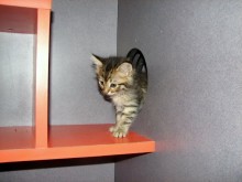 [another picture of Rena, a Domestic Medium Hair brown tabby\ cat] 