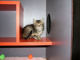 [picture of Rena, a Domestic Medium Hair brown tabby cat]