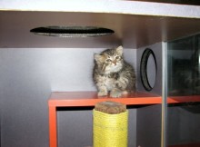 [picture of Rena, a Domestic Medium Hair brown tabby\ cat] 