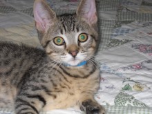 [another picture of Chris, a Domestic Short Hair brown tabby\ cat] 