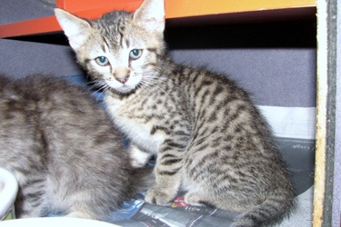 [picture of Chris, a Domestic Short Hair brown tabby cat]