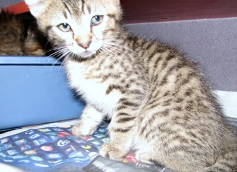 [picture of Chris, a Domestic Short Hair brown tabby cat]