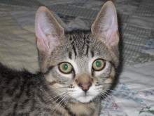[picture of Chris, a Domestic Short Hair brown tabby\ cat] 