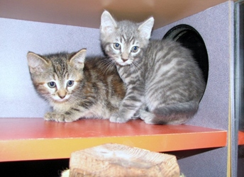 [picture of Fazizzle, a Domestic Short Hair gray tabby cat]