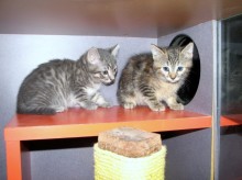 [picture of Fazizzle, a Domestic Short Hair gray tabby\ cat] 