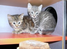 [another picture of Isabelle, a Domestic Short Hair tortoiseshell\ cat] 