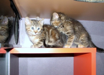 [picture of Isabelle, a Domestic Short Hair tortoiseshell cat]