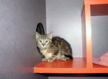 [picture of Isabelle, a Domestic Short Hair tortoiseshell\ cat] 