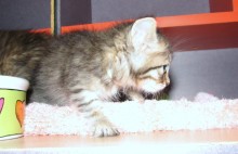 [another picture of Libby, a Domestic Medium Hair brown tabby\ cat] 
