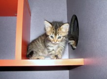[picture of Libby, a Domestic Medium Hair brown tabby\ cat] 
