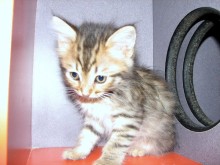 [another picture of Sammy, a Domestic Medium Hair brown tabby\ cat] 