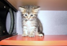 [picture of Sammy, a Domestic Medium Hair brown tabby\ cat] 