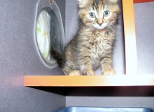 [another picture of Abigail, a Domestic Medium Hair tortoiseshell\ cat] 