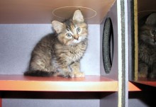 [picture of Abigail, a Domestic Medium Hair tortoiseshell\ cat] 