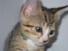 [another picture of Lester, a Domestic Short Hair tabby/white\ cat] 