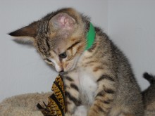 [picture of Lester, a Domestic Short Hair tabby/white\ cat] 