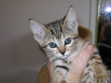 [another picture of Luke, a Domestic Short Hair tabby/white\ cat] 