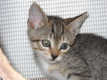 [picture of Luke, a Domestic Short Hair tabby/white\ cat] 