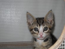 [another picture of Lenny, a Domestic Short Hair tabby/white\ cat] 