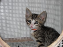 [picture of Lenny, a Domestic Short Hair tabby/white\ cat] 