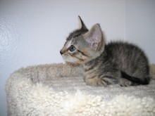 [another picture of Linda, a Domestic Short Hair tabby\ cat] 